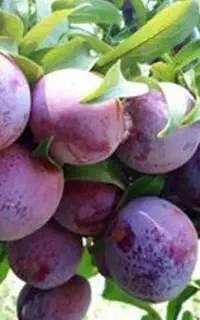 فروش درخت الو اختری گلدانی