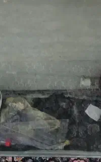 آکواریوم