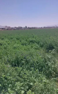 پرس یونجه فروشی