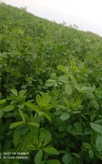 بذر یونجه پایه بلندباتناژ فوق العاده