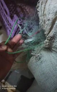 قزل سمچ نظیف