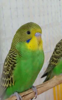 مرغ عشق