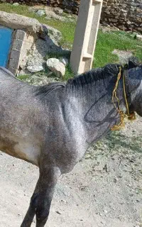 اسب شیره دار  2ساله