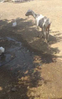 فروش بز سانن