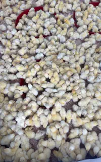 فروش جوجه یک روزه گوشتی