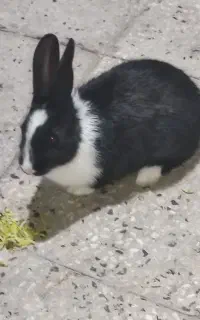 خرگوش