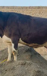 گاو ، شیری ،سیمینتال ،،