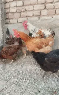 مرغ خروس طبیعی