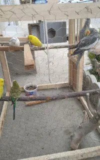 عروس و مرغ عشق