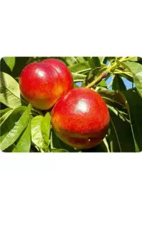 نیازمند کار در باغ شلیل وگوجه و...