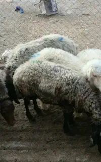 چوپان