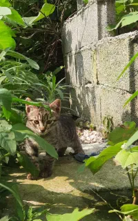 واگذاری بچه گربه ۲ ماهه