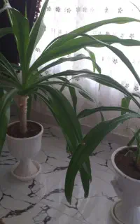 دوعددگل زیبا باگلدان