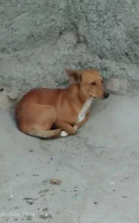 سگ نر