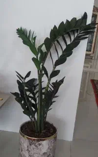 گل آپارتمانی زامفیلیا