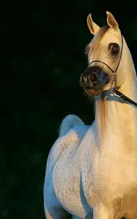 جویای کار