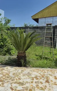 سیکاس