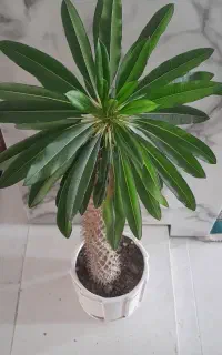 نخل ماداگاسکار