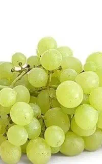 فروش انگور