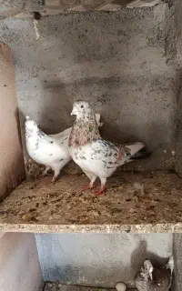 کفتر سرور
