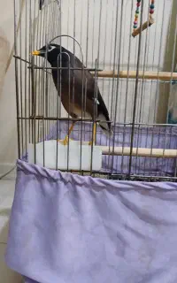 مرغ مینا