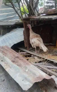 بوقلمون ماده