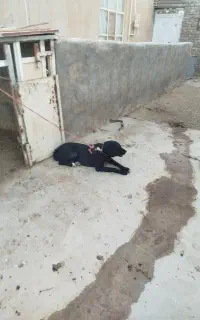 سگ ماده گله ای رایگان