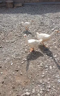 قوغاز خالماگوری