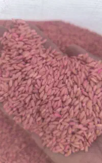 فروش بذر گندم