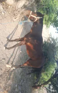 حیوان اسب