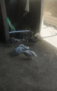 مرغ شاخدار بوقلمون
