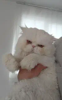 واگزاری گربه ۱۰ م ۲ م