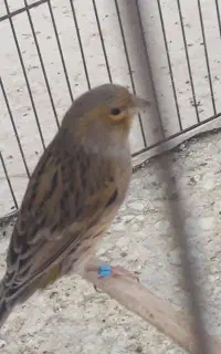 جونه قناری نر