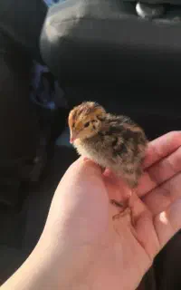 جوجه بلدرچین ده روزه