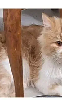 گربه