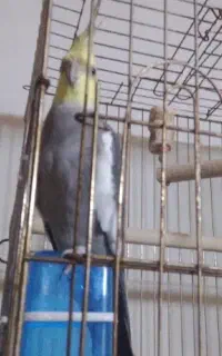 عروس هلندی