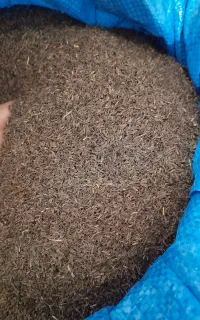 زیره کوهی خشک چین  درجه ۱