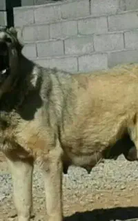 سرابی