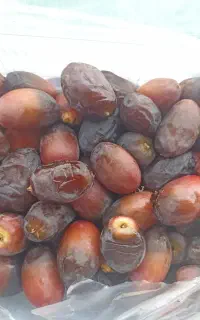 دمباز خنیزی درجه یک یک