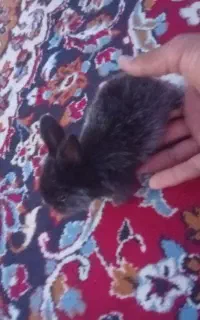 بچه خرگوش لپی