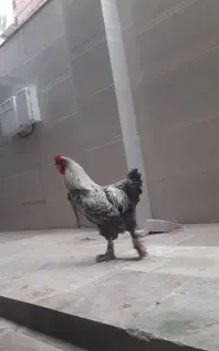 خروس برهما