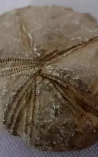 فسیل ستاره دریایی