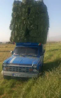 یونجه
