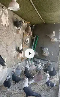 کفتر پرشی