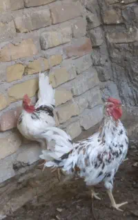 چند عدد خروس گلین درجه ۱