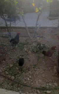مرغ وخروس