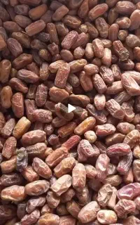 فروش خرما