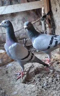 نر و ماده سبز