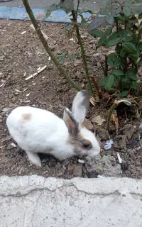 خرگوش مادر با بچه