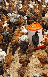 جوجه محلی دو رگه 2ماهه  درشت